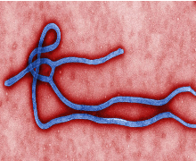 virus-ebola-afrique-crees-montpellier