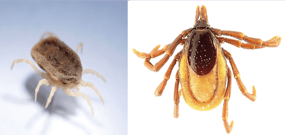 evolution-and-diversity-of-ticks-crees-montpellier 