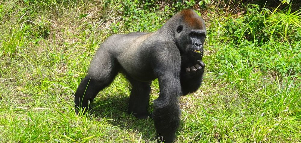 gorilla-sanctuary-in-Gabon-crees-montpellier